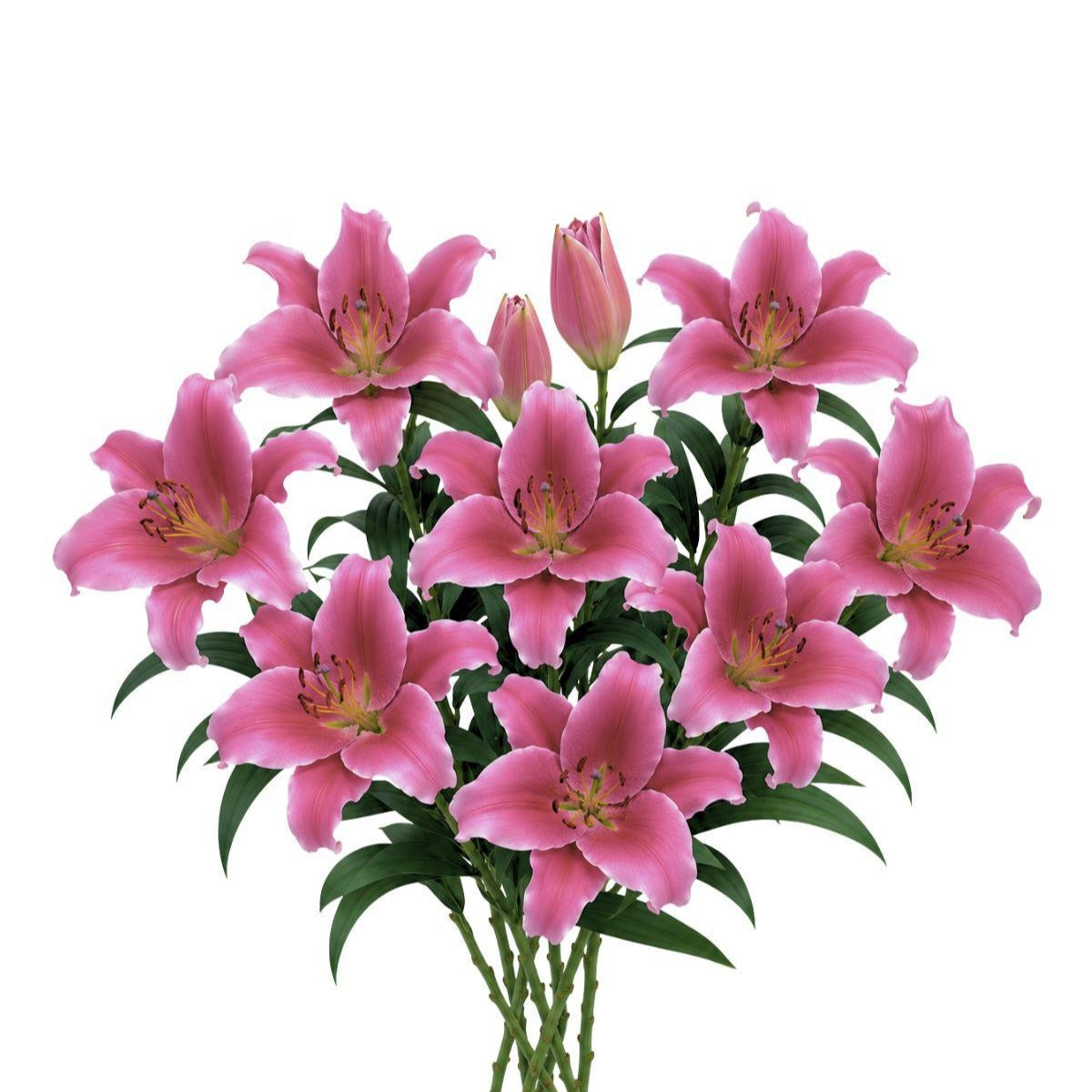 زنبق | Lilies Oriental, Dalian, Dark Pink, 5 Stems – Sharbatly.Club