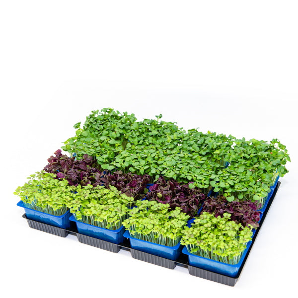 رشاد | Cress, Shiso MIX *Gourmet* x16 pieces – Sharbatly.Club