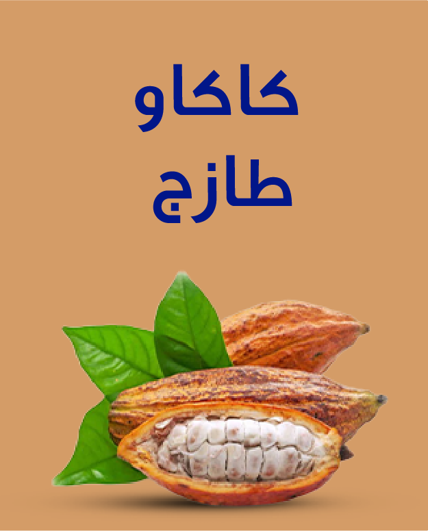 حبة كاكاو – حبة واحدة 