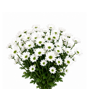Bouquet of white flowers with green centers on a white background
