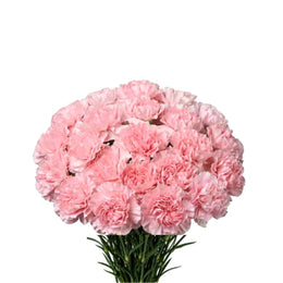 Carnations Jodie-Pink Generic 19 Stems