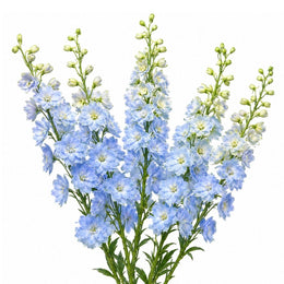 Delphiniums, Boy - Blue, 5 Stems