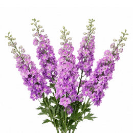 Delphiniums, Light Pink, 5 Stems
