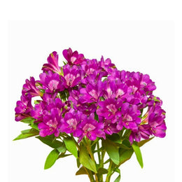 Alstroemeria, Morado Purple , 10 stems