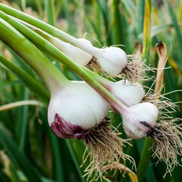 Garlic , peeled 0.25 kg pack - Sharbatly.Club