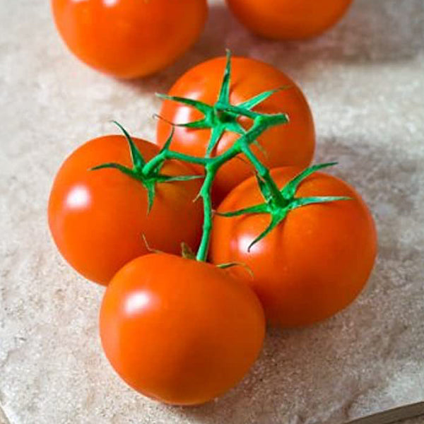 Red hydroponic tomatoes on the vine in a 5 kg carton, fresh vegetables from Dava Farm.