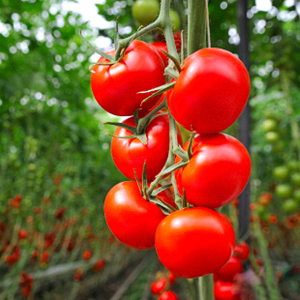 Fresh hydroponic tomato on the vine in a 1 kg pack, vibrant red color, grown by Dava Farm, showcasing healthy, ripe vegetables.