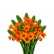 Ornithogalum Sunny Orange, Arab Flowers, 10 Stems