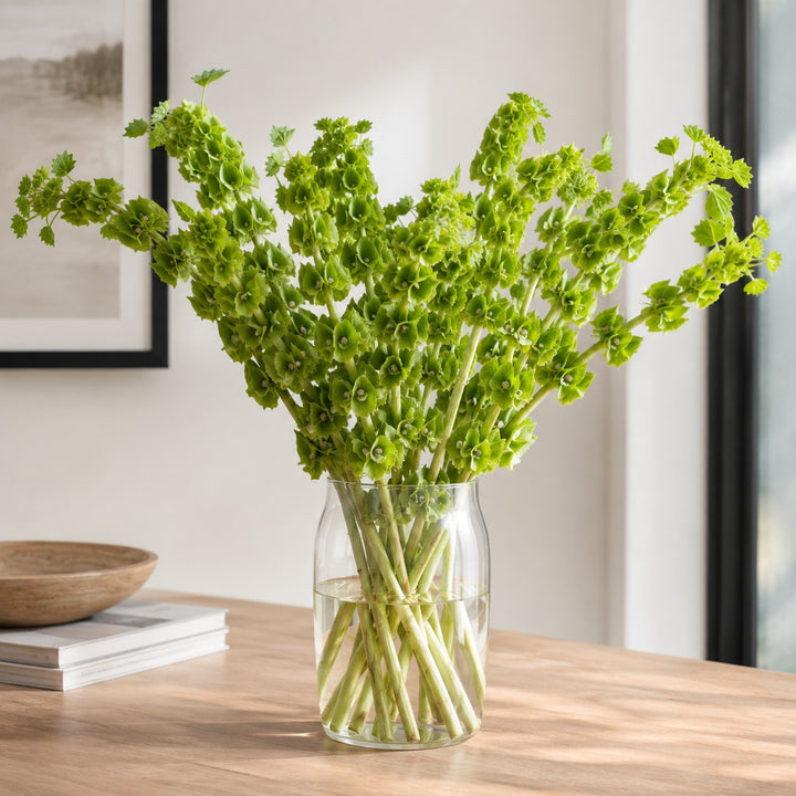Molucella, Bells Of Ireland stems arranged in a clear vase at home, from Sharbatly.