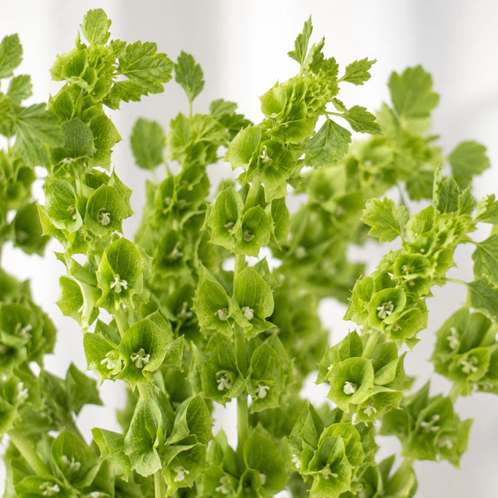 Close-up of Molucella, Bells Of Ireland foliage and natural details, from Sharbatly.