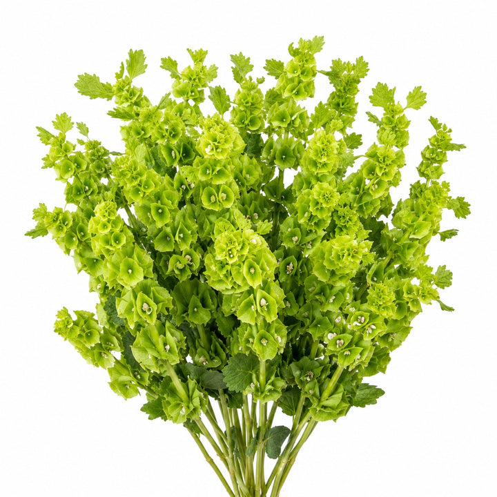 Molucella, Bells Of Ireland fresh-cut stems, from Sharbatly.
