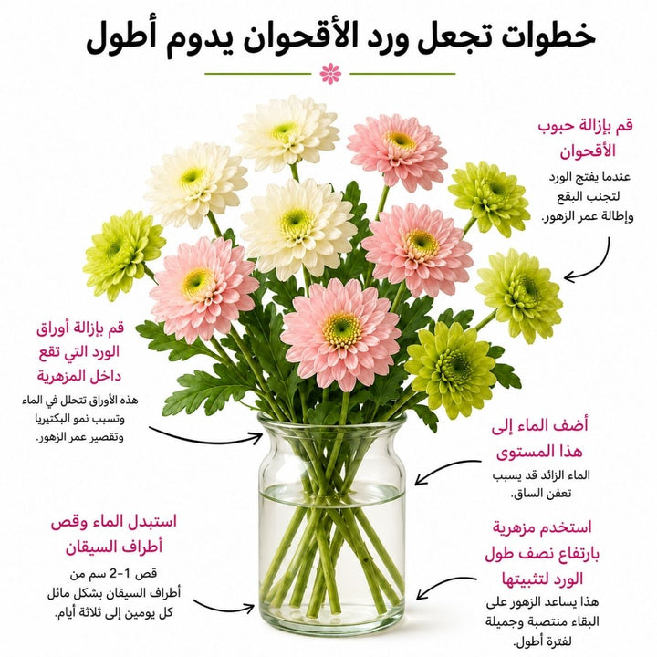 Fresh Magnum White Chrysanthemums flower stems from SQ Flora Kenya, showcasing vibrant white blooms and green foliage.