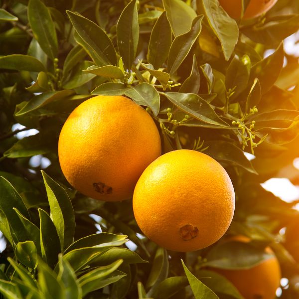 Fresh Navel oranges from Sharbatly in a 2 kg bag, showcasing bright, juicy citrus fruit ready to eat.