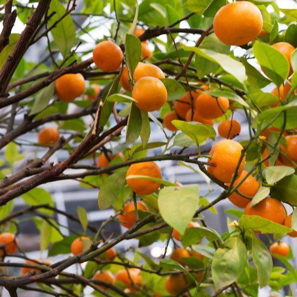 Sharbatly Easypeeler mandarin fruit from Malta, showcasing a single peeled mandarin with bright orange segments and textured skin.