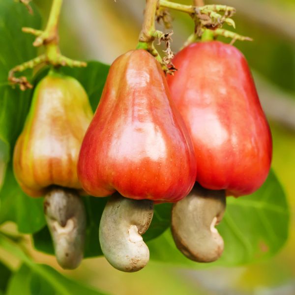 Grilled fresh cashews with peel, 0.45 kg pack, premium nuts from Fresh Nuts, in a clear view showing the shelled nuts.