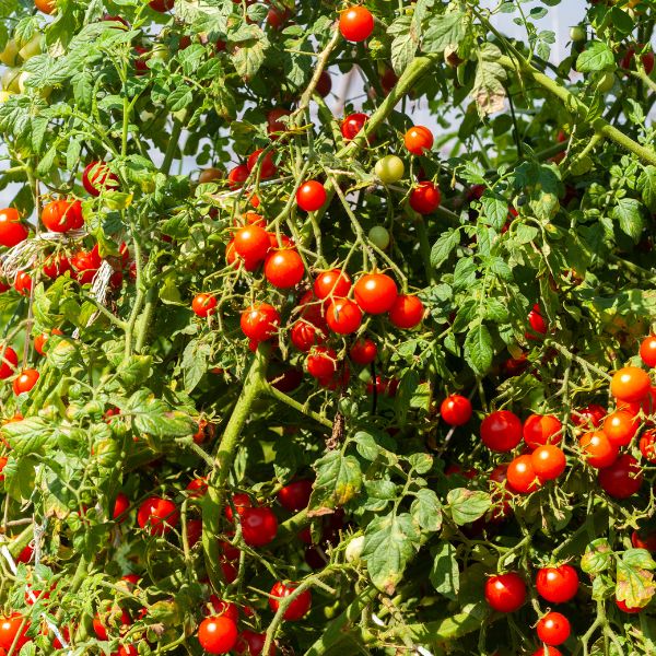 Mixed baby tomatoes from Sharbatly in a 0.25 kg pack, vibrant red and orange cherry tomatoes on the vine.