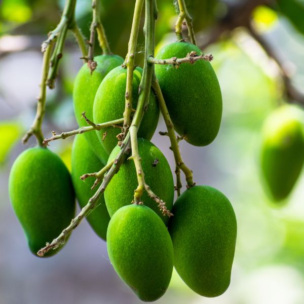 Fresh mangoes from Local Market, 3 kg carton, showing ripe, golden mangoes ready for eating or cooking.