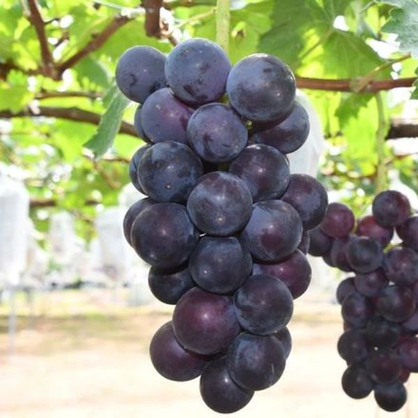 Black Diamond jumbo grapes from Sharbatly, fresh black fruit bunch showing plump, dark grapes on a stem.