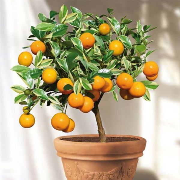 Seedless, extra sweet kumquats in a 0.25kg pack from Sharbatly, fresh and vibrant for snacking or cooking.