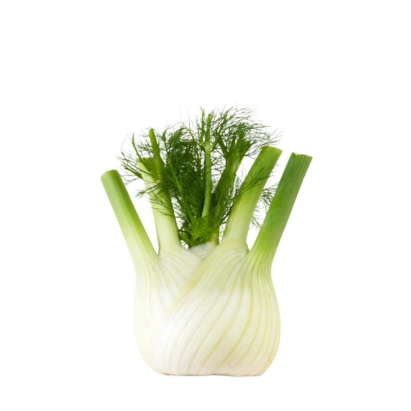 Fresh Holland fennel vegetable single piece with green fronds and bulbous white base, ready for cooking or garnishing.