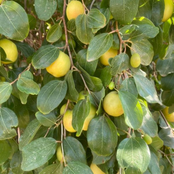 Fresh Nabq Sukkari jujubes dates from Local Market in a 0.5 kg pack, showcasing plump, glossy date fruits.