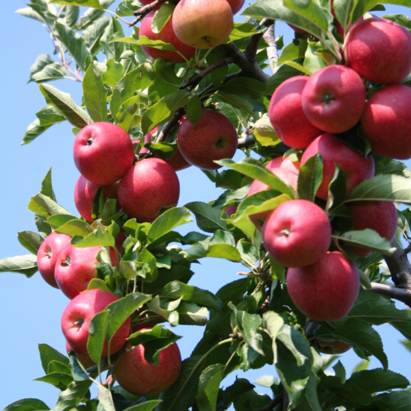 Fresh Royal Gala apples from Sharbatly, 1 kg pack, showcasing vibrant red and yellow apples ready to eat.