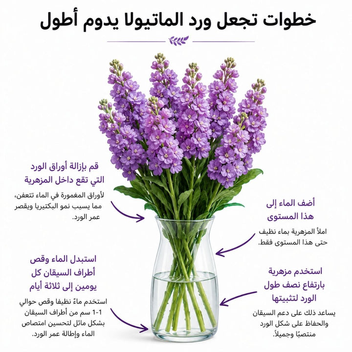 Rose pink Matthiola flower stems from Black Tulip, showing delicate blossoms and green foliage on a white background.
