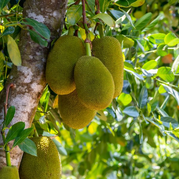 Peeled jack fruit from Thailand in a 0.25 kg pack, showing fresh, yellow fruit pieces on a natural background.
