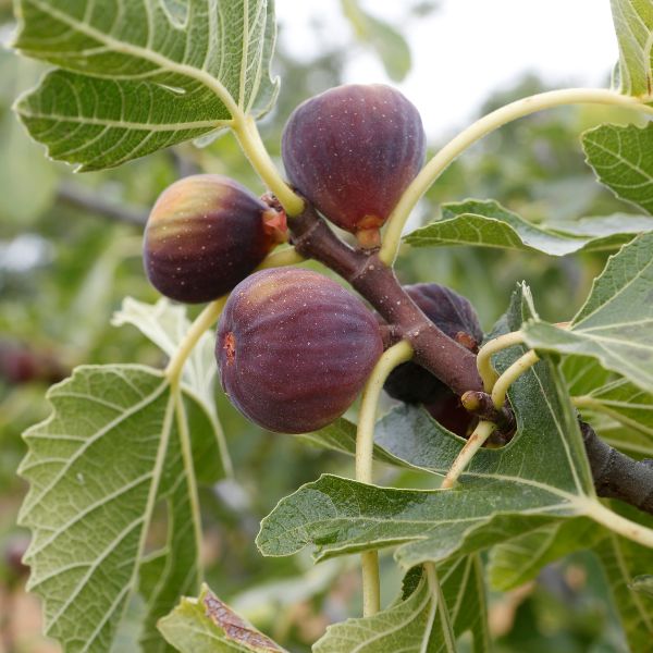 Fresh black Taif figs from Hamat, 1 kg pack, showcasing ripe, sweet fruit with smooth skin in a natural setting.