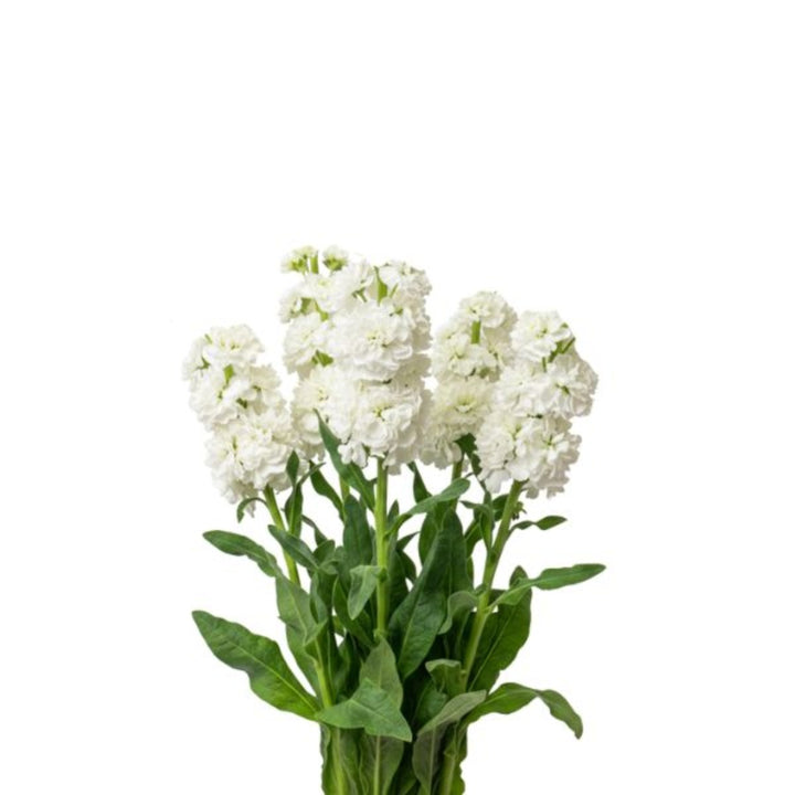 White Matthiola Centum flower stems from Black Tulip, showing five fresh, fragrant blooms with green foliage.