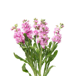 Matthiola, Light Pink, 5 Stems
