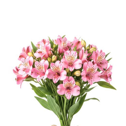 Alstroemeria, Pink , 10 stems