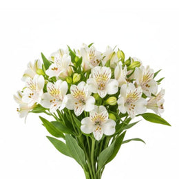 Alstroemeria, White, 10 stems