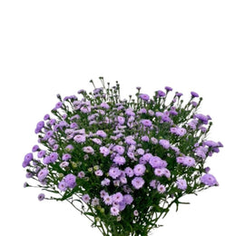 Aster ,Light Purple, 10 Stems