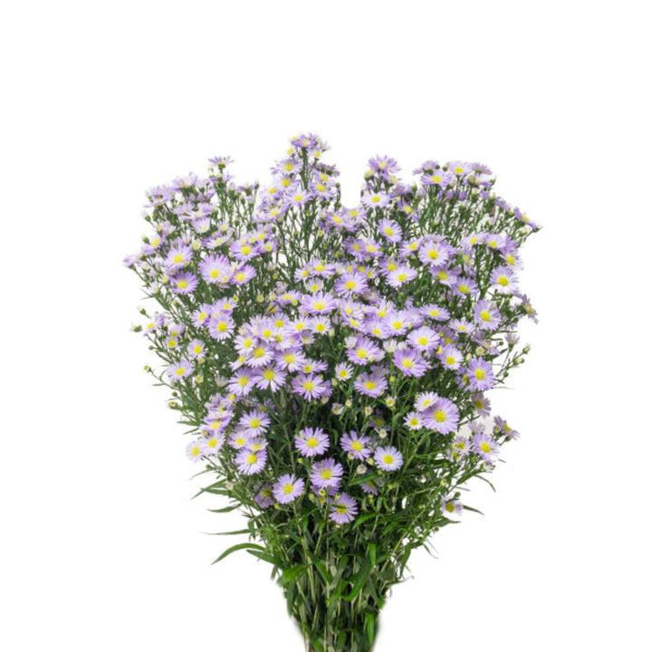 Black Tulip Aster Cassandra flower stems with vibrant purple blooms, arranged in a bouquet for floral decoration.