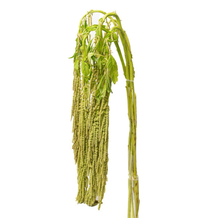 Fresh Amaranthus Green flower stems by Gold Petals China, showcasing vibrant green, leafy stems for floral arrangements.
