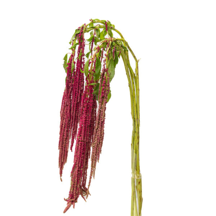 Red Amaranthus flower stems from Gold Petals China, featuring vibrant, cascading red blooms perfect for floral arrangements.