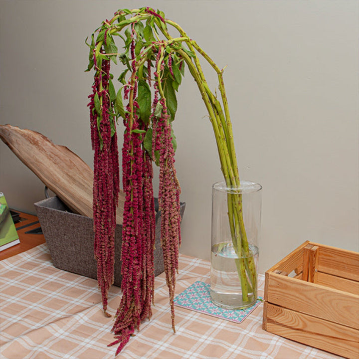 Red Amaranthus flower stems from Gold Petals China, showcasing vibrant red blooms on multiple stems.