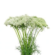 Fresh Ammi Visnaga (Khella) flower stems from SQ Flora Kenya, showcasing delicate white blossoms on multiple stems.