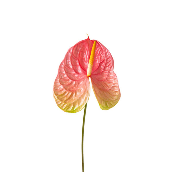 Pink Anthurium flower on a single stem from Fresh Flower Holland, showcasing vibrant, lush blooms perfect for floral decor.