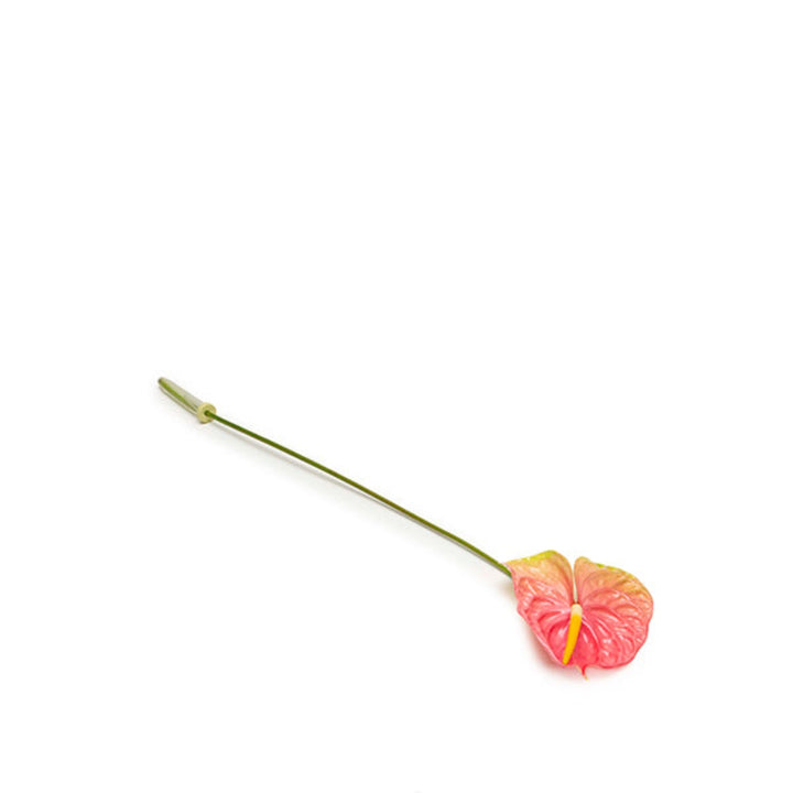 Pink Anthurium flower on a single stem, fresh flower from Fresh Flower Holland, featuring glossy leaves and vibrant pink blooms.
