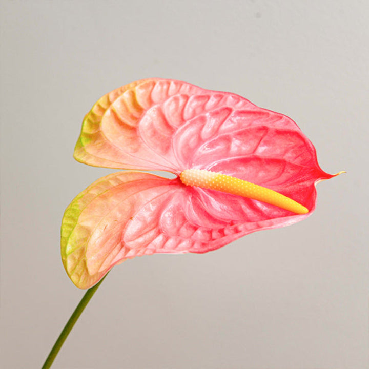 Pink Anthurium flower on a single stem, vibrant and fresh, from Fresh Flower Holland.