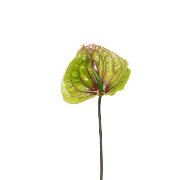 Fresh Flower Holland Zafira Green Anthurium single stem, vibrant green flower with glossy leaves, ideal for floral arrangements.
