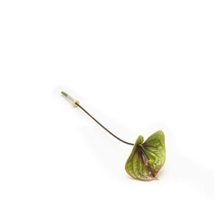 Single Zafira Green Anthurium flower stem from Fresh Flower Holland, featuring vibrant green leaves and a glossy spathe.