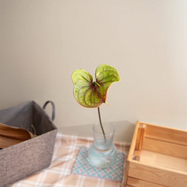 Single Zafira Green Anthurium flower stem from Fresh Flower Holland, showcasing vibrant green leaves and glossy spathe.