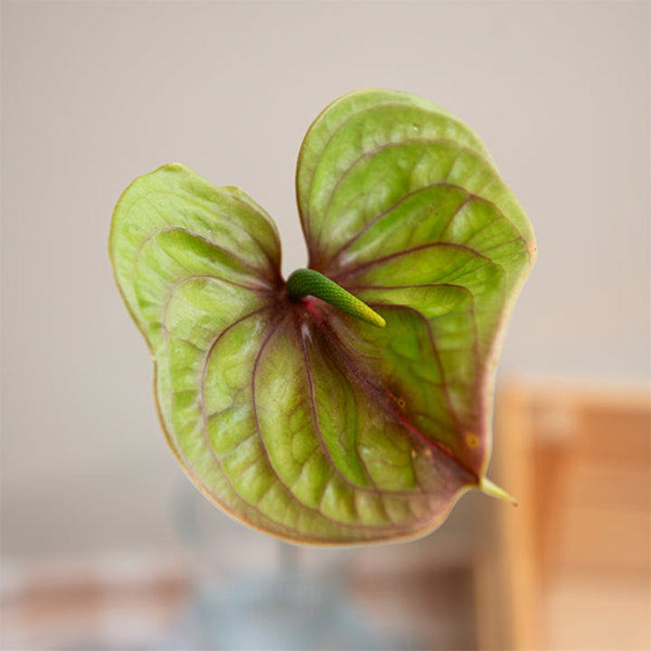 Single Zafira Green Anthurium flower stem from Fresh Flower Holland, showcasing vibrant green leaves and a glossy spathe.