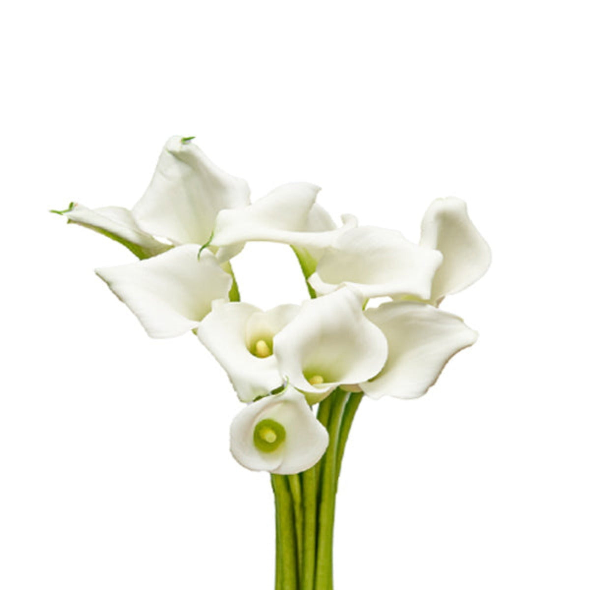 كالا | Calla baby, Zantedeschia, Crystal Blush, 10 Stems – Sharbatly.Club