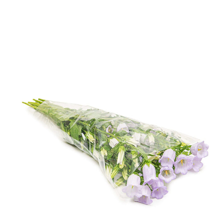 Fresh Flower Holland Campanula Lavender flower stems, showcasing vibrant purple blooms on 10 fresh flower stems.