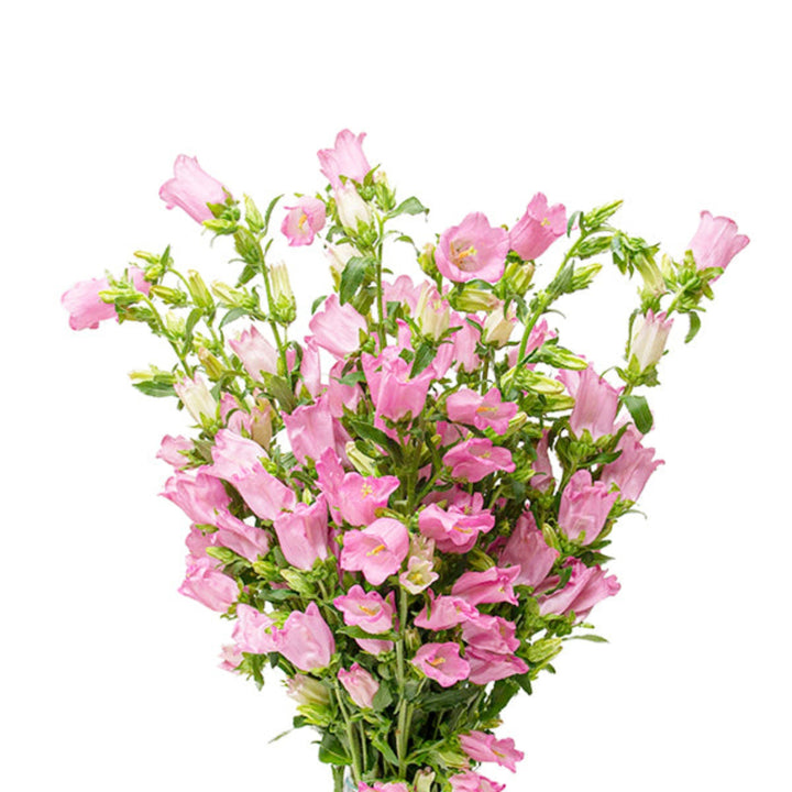Pink Campanula flower stems from Fresh Flower Holland, showing 10 vibrant, fresh pink bell-shaped flowers arranged together.