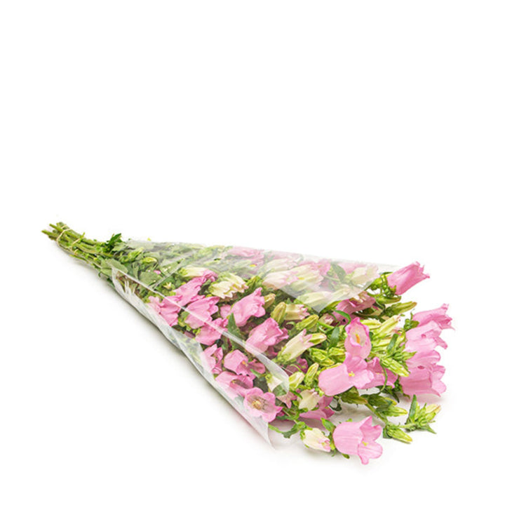 Pink Campanula flower stems from Fresh Flower Holland, featuring 10 vibrant blooms perfect for floral arrangements.